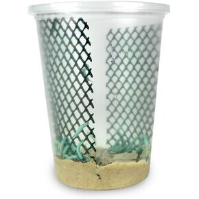 24ct Live Hornworms by DBDPet | Live Arrival is Guaranteed | Includes Attached Care Guide