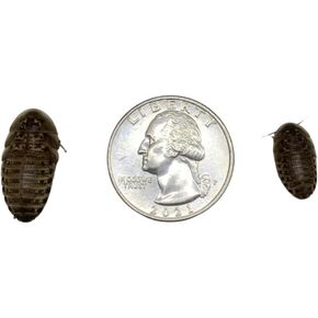 Dubia Roaches 100 Medium