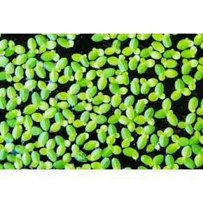8,500 Duckweed Plants (Lemna Minor) - Use in Aquarium, Koi Pond, Aquascape