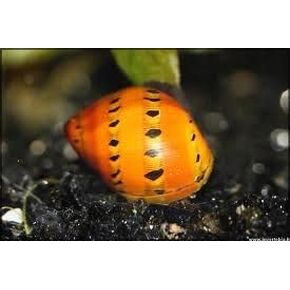 3 Tiger Snail (Neritina turrita) Freshwater Live Aquarium Snails, 100% Live Arrival Guarantee