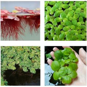 Floating Plant Combo Pack – Frogbit, Red Root Floater, Salvinia & Duckweed – Live Floating Aquarium Plants for Aquascaping, Natural Filtration & Betta Shrimp Tanks