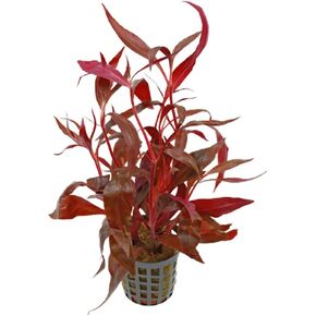 Amazon Sword Echinodorus Red Rose - Vibrant Red Aquarium Plant - High Light & CO2 Requirements - Beautiful Freshwater Aquarium Decoration - Easy to Maintain and Grow - 2" Pot