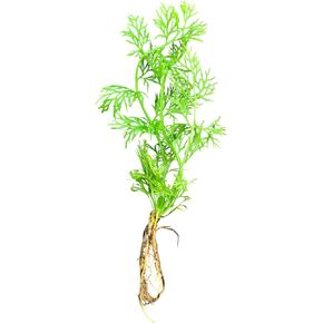 x1 Water Sprite Lace Leaf Live Aquarium Plant - Buy2get1