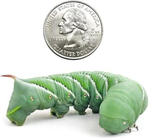 12 Count Medium Hornworms Live Perfect Caterpillar Food for Bearded Dragons, Geckos, Turtles, Frogs, High Water Content Ensuring Optimal Nutrition & Hydration in Saudi Arabia