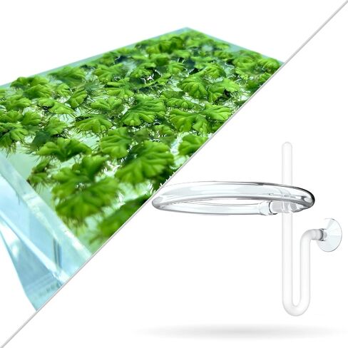 40+ Riccia Water Spangles (+FREE BONUS PLANT) Live Aquarium Floating Plant (Ricciocarpos Natans) by Aquarigram (Plants Only) in Kuwait