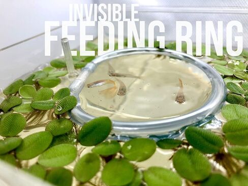 40+ Riccia Water Spangles (+FREE BONUS PLANT) Live Aquarium Floating Plant (Ricciocarpos Natans) by Aquarigram (Plants Only) in Kuwait