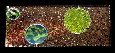 40+ Riccia Water Spangles (+FREE BONUS PLANT) Live Aquarium Floating Plant (Ricciocarpos Natans) by Aquarigram (Plants Only) in Kuwait