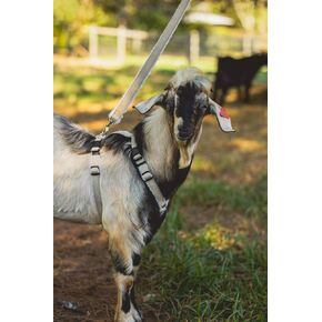 Goat Harness, Asatre Adjustable Lined Hemp Goat or Sheep Harness, Small to X-Large,Livestock Halter, Durable Multi-Clasp Harness, Eco-Friendly Livestock Gear, Comfortable Farm Pet (Small)