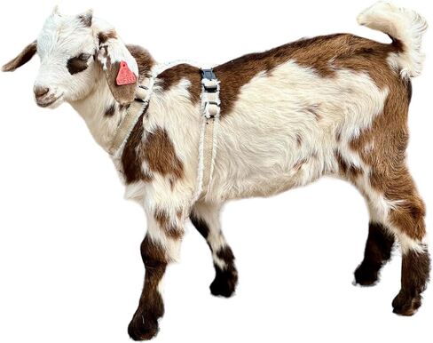 Goat Harness, Asatre Adjustable Lined Hemp Goat or Sheep Harness, Small to X-Large,Livestock Halter, Durable Multi-Clasp Harness, Eco-Friendly Livestock Gear, Comfortable Farm Pet (Small) in Kuwait