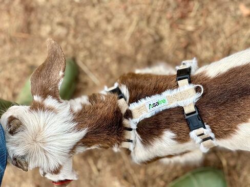 Goat Harness, Asatre Adjustable Lined Hemp Goat or Sheep Harness, Small to X-Large,Livestock Halter, Durable Multi-Clasp Harness, Eco-Friendly Livestock Gear, Comfortable Farm Pet (Small) in Kuwait