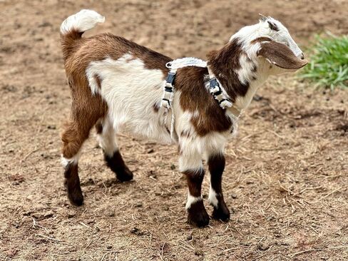 Goat Harness, Asatre Adjustable Lined Hemp Goat or Sheep Harness, Small to X-Large,Livestock Halter, Durable Multi-Clasp Harness, Eco-Friendly Livestock Gear, Comfortable Farm Pet (Small) in Kuwait