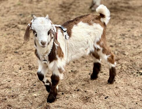 Goat Harness, Asatre Adjustable Lined Hemp Goat or Sheep Harness, Small to X-Large,Livestock Halter, Durable Multi-Clasp Harness, Eco-Friendly Livestock Gear, Comfortable Farm Pet (Small) in Kuwait