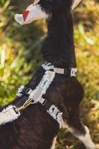 Goat Harness, Asatre Adjustable Lined Hemp Goat or Sheep Harness, Small to X-Large,Livestock Halter, Durable Multi-Clasp Harness, Eco-Friendly Livestock Gear, Comfortable Farm Pet (Small) in Kuwait