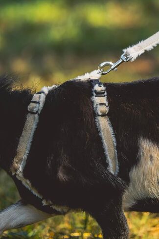 Goat Harness, Asatre Adjustable Lined Hemp Goat or Sheep Harness, Small to X-Large,Livestock Halter, Durable Multi-Clasp Harness, Eco-Friendly Livestock Gear, Comfortable Farm Pet (Small) in Kuwait