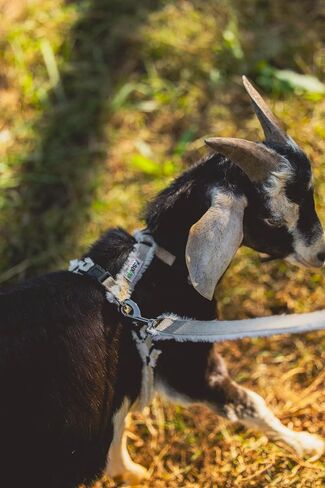 Goat Harness, Asatre Adjustable Lined Hemp Goat or Sheep Harness, Small to X-Large,Livestock Halter, Durable Multi-Clasp Harness, Eco-Friendly Livestock Gear, Comfortable Farm Pet (Small) in Kuwait