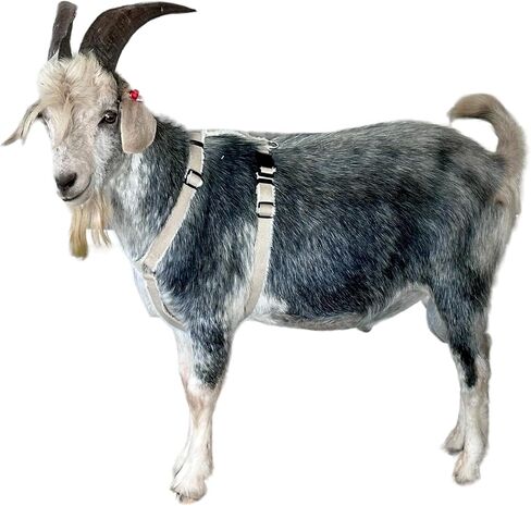 Goat Harness, Asatre Adjustable Lined Hemp Goat or Sheep Harness, Small to X-Large,Livestock Halter, Durable Multi-Clasp Harness, Eco-Friendly Livestock Gear, Comfortable Farm Pet (Small) in Kuwait
