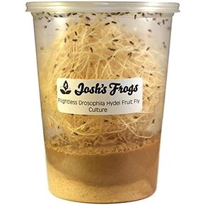Josh's Frogs Freshly Started Flightless Drosophila Hydei Fruit Fly Culture