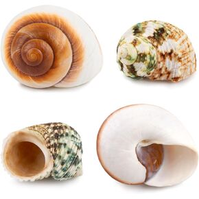 4 PCS Hermit Crab Shells Growth Seashell Large Conch Opening Size 0.8''-1.2'' for Fish Tank Decor Hide Reptile Hideouts Hermit Crab Supplies