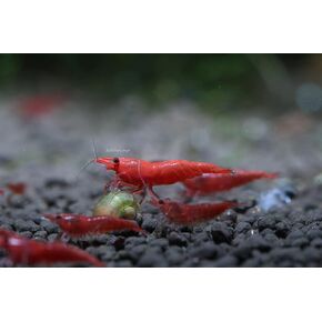 Live Freshwater Aquarium Shrimp Neocaridina (Red Cherry, 5 Shrimp)