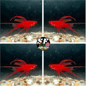 1Pair (1Male & 1 Female) Red-Eye Super Red Lyretail Swordtail! Top Grade A++. Live Freshwater Fish. Live Arrival Guarantee.
