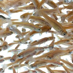 Toledo Goldfish Rosie Red Minnows - Versatile Live Fish Perfect for Aquariums or as Feeder Fish for Ponds - Large, 250 Count