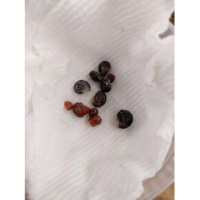 20+ Freshwater Live Ramshorn Snails Live Snails Aquarium or Pond, Algae Clean Up, Koi Ponds