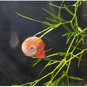 All RED/Pink Ramshorn Snails - 10+ Extras for Ponds and Freshwater Aquariums - Baby/Juvenile Size - Bred by Bubbles Up Aquatics (Order from Bubbles Up Aquatics or DOA Warranty Void)