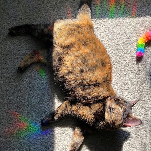Cat Memery SunCatcher with Rainbow Layed Film for Windows Hanging, Pet Loss Sympathy Moon Floral Sun Catchers, Beautiful Pass Away Keepsake for Pet Lovers in Saudi Arabia