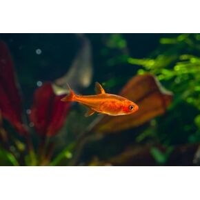Swimming Creatures™ 10 Ember Tetra (Hyphessobrycon amandae) – Freshwater Aquarium Live Fish (Approx. 1.5 cm)