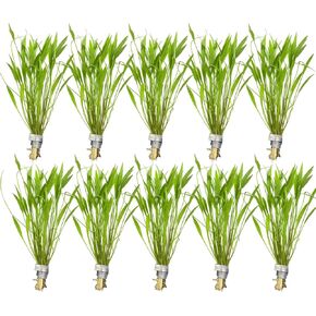 10X Chain Sword Narrow Leaf Plants