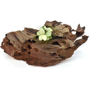 Anubias Nana Petite White Live Aquarium Plant - نبات مائي نادر ، مثالي لخزانات النانو ، التكراريوم ، الصيانة السهلة ، Aquascaping العذبة (نبات واحد مصغر)