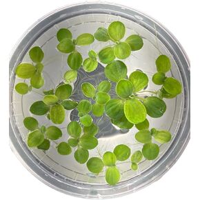 Live Dwarf Water Lettuce - Pistia Stratiotes, Floating Aquarium Plants (15 Plants)