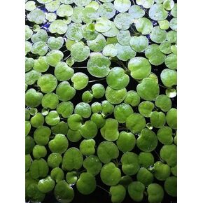 20+ Leaves Amazon Frogbit (Limnobium Laevigatum) - Live Floating Plant for Aquarium