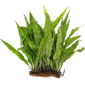 Live Java Fern Microsorum Pteropus on Mat Plant - Great for Modern Aquariums - Provides Shelter to Baby Fish - Fast Growth, Long Lasting & Easy to Care Aquatic Plants - Half Mat