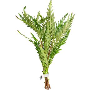 Hygro Pinna - Hygrophila pinnatifida bunched Live Aquarium Plants - Buy2get1
