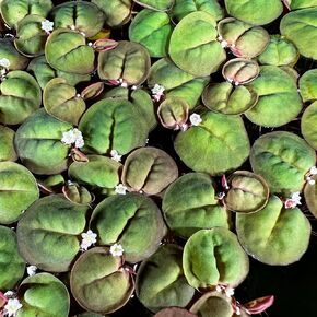 Red Root Floater 40+ Leaves Live Aquarium Plants