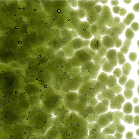 Pine Green Transparent Glass Frit Coarse Bullseye COE 90 Fusible- 2 Ounces in Saudi Arabia
