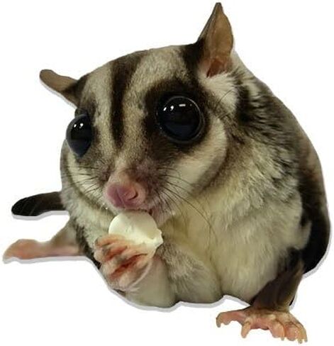 Yogu Drops With Blueberry - Healthy Natural Fruit & Yogurt Treat - For Sugar Gliders, Rats, Chinchillas, Ferrets, Parrots, Hamsters, Hedgehogs, Guinea Pigs, Rabbits & Small Pets (4.25 Ounce) in Saudi Arabia