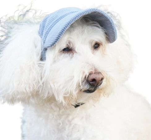 Pet Sun Hat Corduroy Dog Cat Hat Open Ears All Seasons Outdoor (XS,Sage Blue) in Saudi Arabia