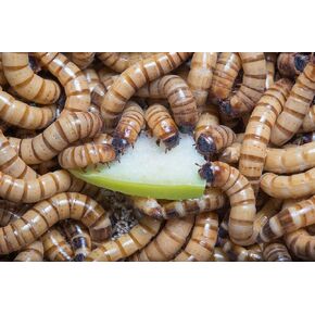 200+ Live Large Superworms - TheFrogHouse Brand - Kingworms - Zophobas Morio