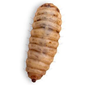 Fluker's Large Live Black Soldier Fly Larvae 500 Count - Reptile and Chicken Food