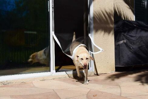 Screen Pet Door Conversion Kit | Doggie Door for Screen Door| Patio Screen, Sliding Glass Door Screen, Porch Screens | Convert Your Screen Into A Cat Door or Doggie Door for Screen Door, White Tape in Saudi Arabia