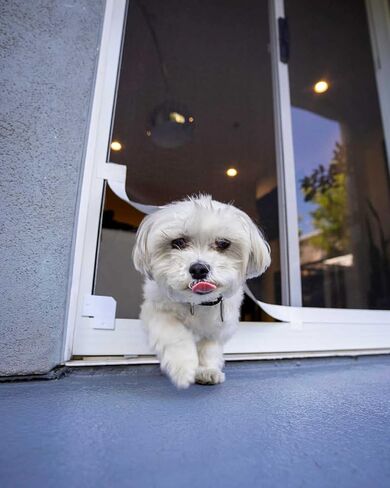 Screen Pet Door Conversion Kit | Doggie Door for Screen Door| Patio Screen, Sliding Glass Door Screen, Porch Screens | Convert Your Screen Into A Cat Door or Doggie Door for Screen Door, White Tape in Saudi Arabia