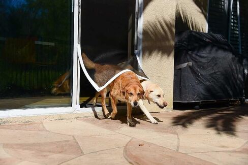 Screen Pet Door Conversion Kit | Doggie Door for Screen Door| Patio Screen, Sliding Glass Door Screen, Porch Screens | Convert Your Screen Into A Cat Door or Doggie Door for Screen Door, White Tape in Saudi Arabia