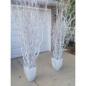 10 White Painted Natural Curly Willow Branch Tips - Great for Decoration, Vase Filler, Wedding or Event Decor - No Vase Included, Just Painted Branches (5 Feet Tall - 10 Branches)
