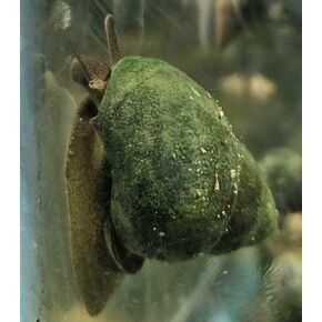 6 Pack - Large Japanese Trapdoor Algae Eating Snail for Koi Ponds Tanks and Aquariums