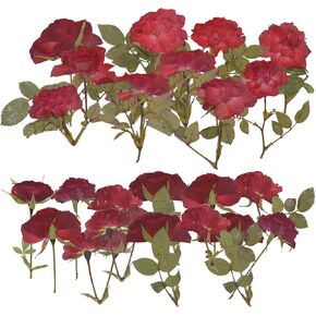 Pressed Rose, 24PCS Natural Rose for Resin Scrapbook Candle Soap Making, Red