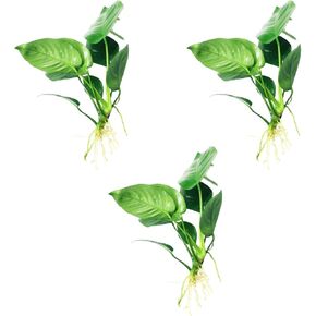 Anubias Barteri Broad Leaf Tropical Freshwater Live Aquarium Plant Decorations (3 Pack)