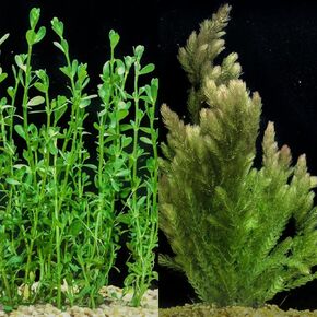Bacopa Monnieri و Hornwort Aquarium Plant Plandle- Live Freshwater Plant for Aquascaping ، وصيانة منخفضة ، وديكور سهل الاستخدام للمبتدئين لزينة خزان الأسماك