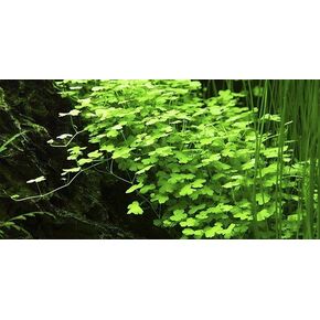 Dwarf Pennywort Japan - Hydrocotyle Tripartita - Enhanced Water Quality - Low Maintenance - Improve Water Quality - Easy to Care - Premium 3x5 Mat